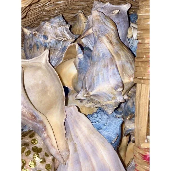 Gift Bag Of Beautiful Seashells Sourced From Coastal SE Georgia And NE Florida - Picture 16 of 16